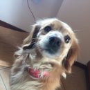 MYDOG 이미지