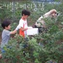 남양농장 | 블루베리체험 2024블루베리농장 딸기체험 끝! 블루베리농장체험 비용 예약 위치 후기
