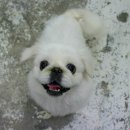 토토페키 이미지