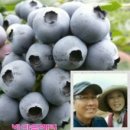 비당뜰베리