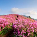 제암산등산로 | "벚꽃보다 더 기다려졌습니다" 능선 전체를 진분홍으로 뒤덮은 무료 철쭉 군락 명소