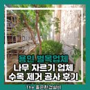 수목 - 옥천군 삼금로 48 | 용인 벌목업체 나무 자르기 업체 수목 제거 공사 후기