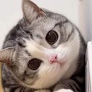 기웃