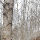 김천-단지봉,치유의숲(4) 이미지