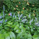 노고단-13 이미지