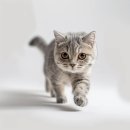 검은고양이 | 고양이꿈 해몽, 고양이가 죽는꿈 잃어버리는꿈 새끼고양이꿈 상황별 검은 고양이꿈 태몽
