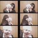 마주봄 애견미용실 | (내 돈 내산)♥️애견 동반 미용실 성신여대 헤어 루프헤어!!! ♥️