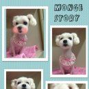 말티스토리 이미지