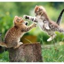 날으는고양이 이미지