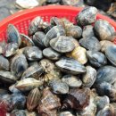 신시도 어촌체험 휴양마을 | 🌊 고군산군도의 보물 같은 섬, 신시도 어촌체험휴양마을