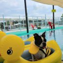 도그월드 이미지