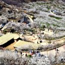 매화농원 이미지