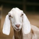 G.O.A.T 이미지