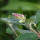 꽃봉우리 이미지