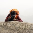 소나무둥지 이미지