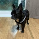 또오개 | &lt;양평펜션/청운면&gt; “또오개애견펜션” 내돈내산 숙박후기🐶