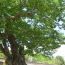 유림초등학교 이미지