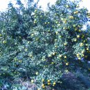 용마 농장 이미지