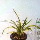 대양클리닉 이미지