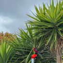 로드 | 멜버른 그레이트 오션 로드 투어 후기 | 조이 투어 선택한 이유 (그로또 방문)