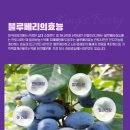 솔향블루베리농원