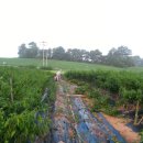 봉신농장 이미지