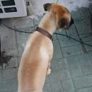주박사숯불구이 네이버블로그