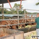 성환엘크사슴농장 이미지