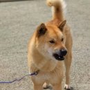 글로벌진돗개 이미지