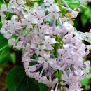 대림동 성당 내 이미지