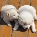 복슬 강아지 이미지