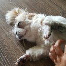 행복한동물병원 이미지