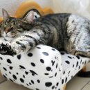 목포세발낙지 이미지