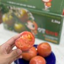 대저토마토산지유통센터 | 영동농수산유통 대저짭짤이토마토 봄 제철과일 강아지도 잘먹어요