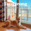 펜션큰양지민박 | 강아지랑 사량도 여행, 중형견 동반 민박 로시난테 펜션 후기