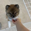 우리집강아지 애견미용 | 경산 강아지 미용 살롱드멍냥 | 우리집 강아지 미용 후기 | 비숑 위생미용 목욕 얼굴컷(귀툭튀하이바)