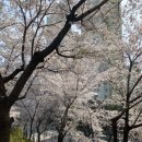 벚꽃로 이미지