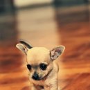 이쁜 강아지 이미지