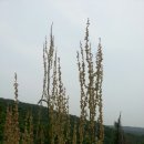 내송농장 네이버블로그