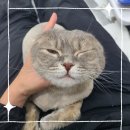 서울고양이미용실 이미지