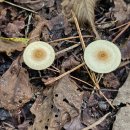 숲속이야기 이미지