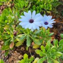 옥정 왕벚나무길 이미지