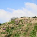 아영면 구상마을 이미지