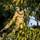 처음 본 버드나무(포푸라) 꽃 이미지