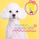 11650-1-10-677 | 부천 사진관 추천 스튜디오 찬칵｜반려동물 증멍사진 촬영 후기