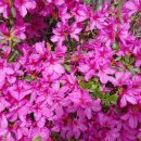 장자호수길 이미지