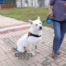 동물농장 이미지