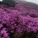 [푸른산악회] 4월15일(토요일) 대구 비슬산 참꽃 산행 이미지
