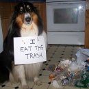 동물병원 돌봄 이미지