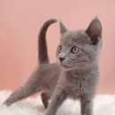 아리스타펫호텔 이미지